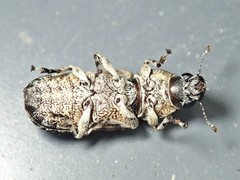 Dendropemon subfasciatus