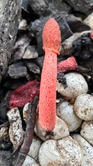 Phallus rubicundus