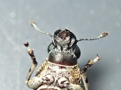 Dendropemon subfasciatus