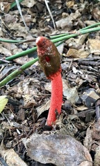 Phallus rubicundus