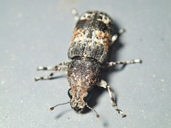 Dendropemon subfasciatus