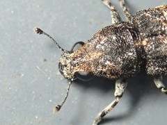 Dendropemon subfasciatus