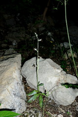 Ophrys oestrifera