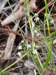 Platysace heterophylla heterophylla