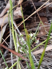 Platysace heterophylla heterophylla