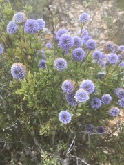 Globularia alypum