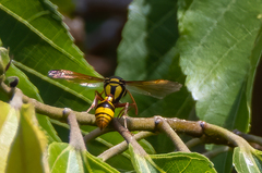 Delta campaniforme campaniforme