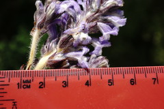 Phelipanche schultzioides