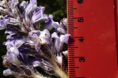 Phelipanche schultzioides