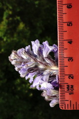 Phelipanche schultzioides