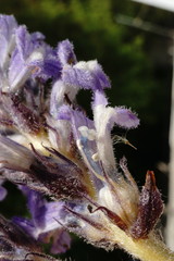 Phelipanche schultzioides