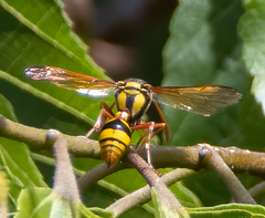 Delta campaniforme campaniforme
