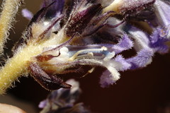 Phelipanche schultzioides