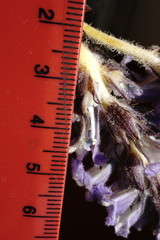 Phelipanche schultzioides