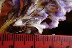 Phelipanche schultzioides