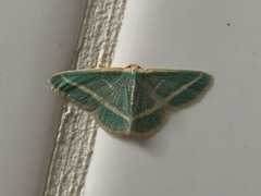 Mixocera frustratoria