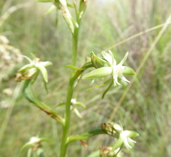 Habenaria humilior