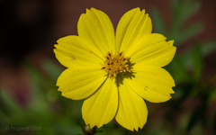 Cosmos sulphureus