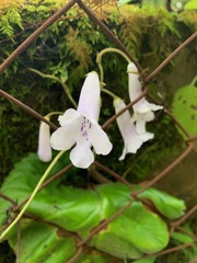 Streptocarpus wilmsii