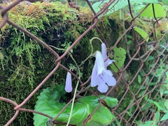 Streptocarpus wilmsii