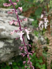 Plectranthus rubropunctatus