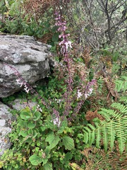 Plectranthus rubropunctatus