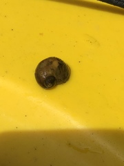 Lymnaea stagnalis