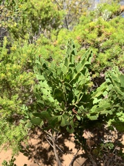 Acacia littorea