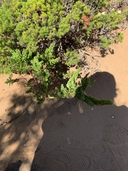 Acacia littorea