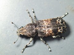 Dendropemon subfasciatus