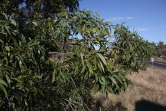 Acacia concurrens
