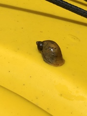 Lymnaea stagnalis
