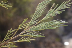 Acacia deanei