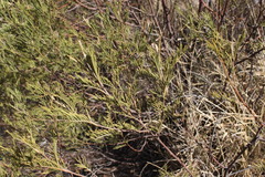 Acacia deanei