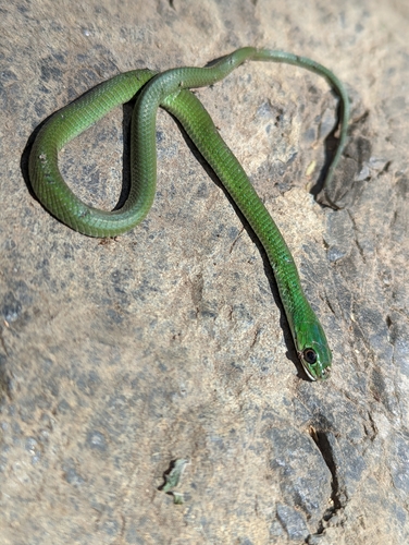 Battersby's Green Snake