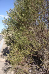 Acacia deanei