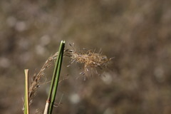 Austrostipa ramosissima