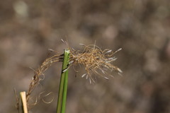 Austrostipa ramosissima