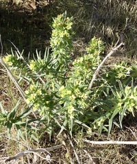 Lithospermum ruderale