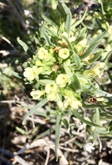 Lithospermum ruderale