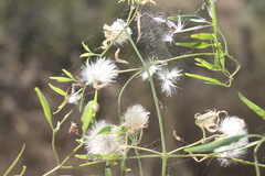 Clematis decipiens