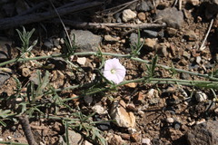 Convolvulus clementii