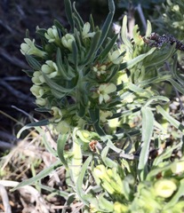 Lithospermum ruderale