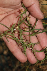 Convolvulus graminetinus