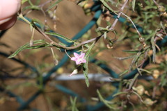 Convolvulus graminetinus