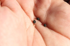 Convolvulus graminetinus