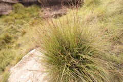 Tetraria triangularis