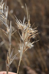 Cymbopogon obtectus