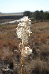 Cymbopogon obtectus