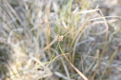 Cyperus gracilis